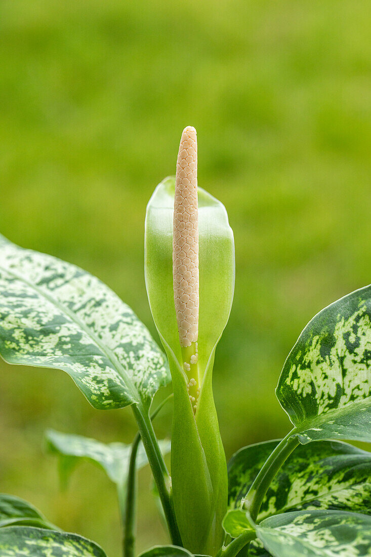 Dieffenbachia