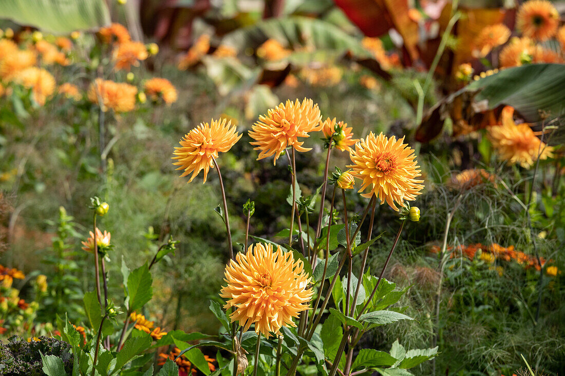 Dahlia Cactus, gelb