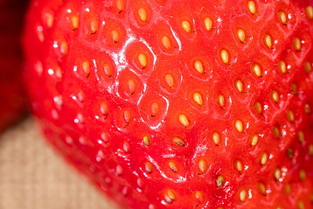 Fragaria