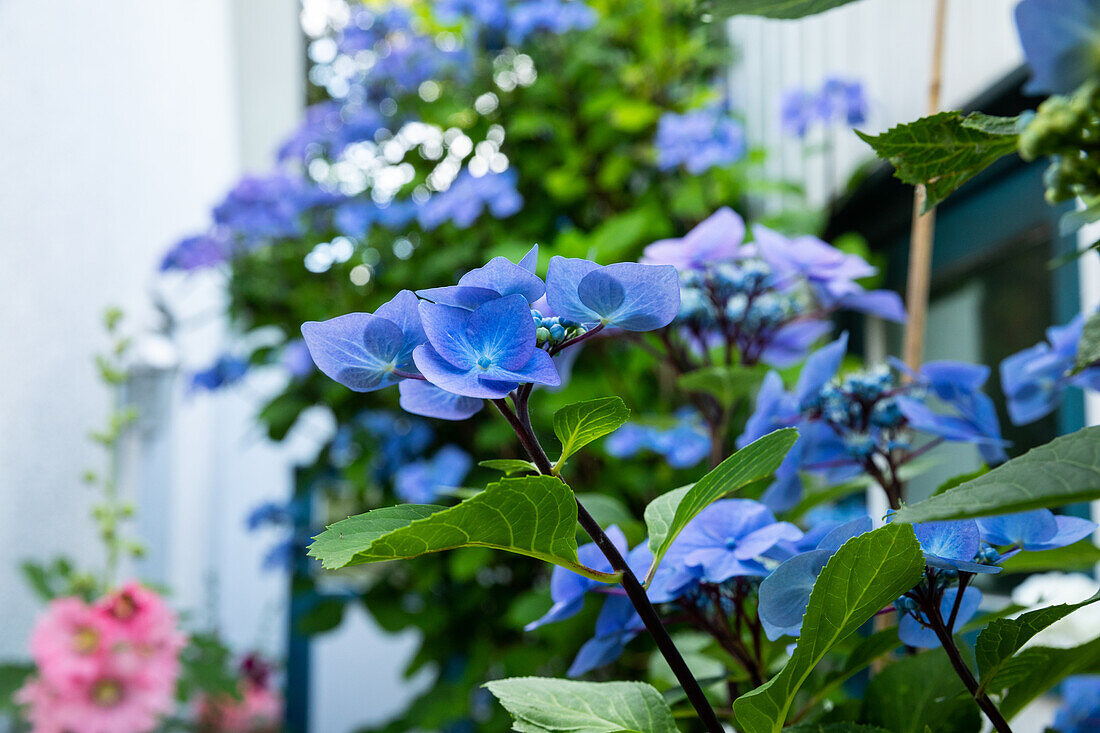 Hydrangea 'Black Steel'®