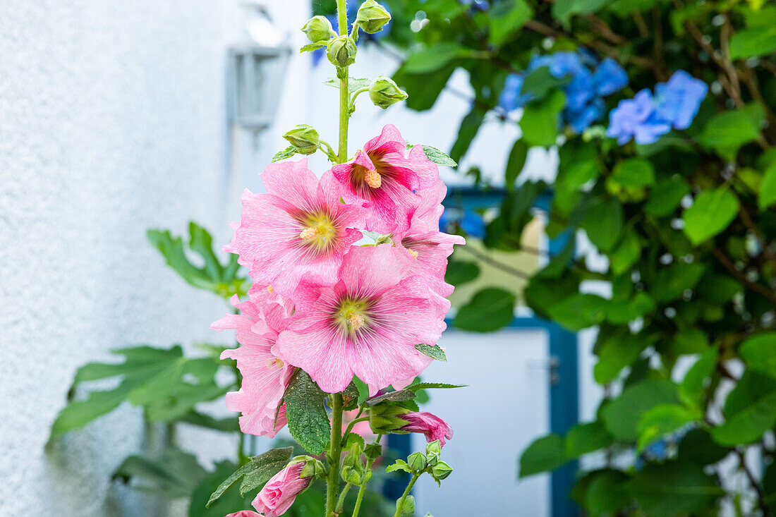 Alcea rosea, rosa