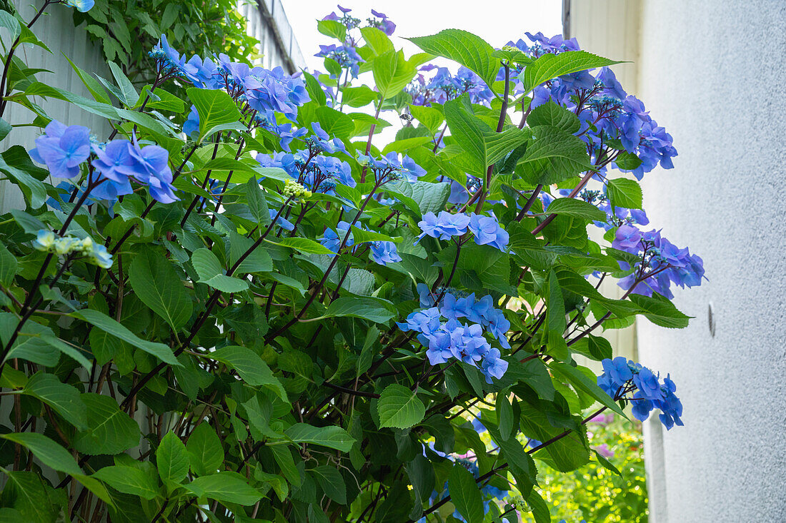 Hydrangea 'Black Steel'®