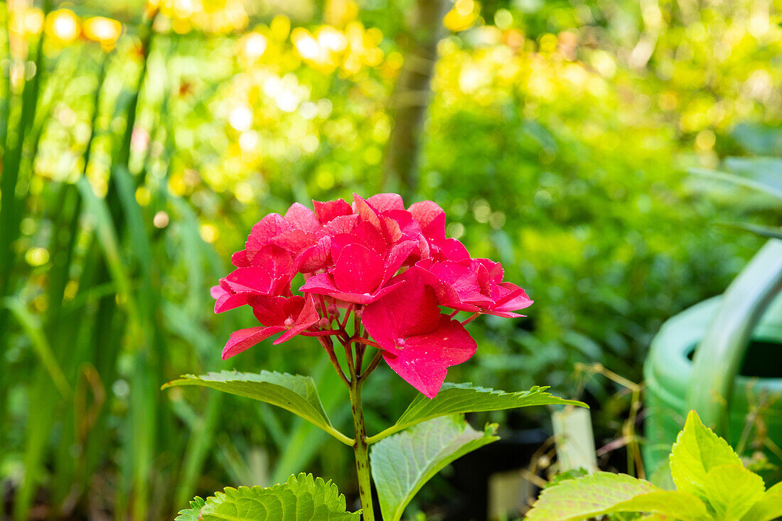 Hydrangea macrophylla, red