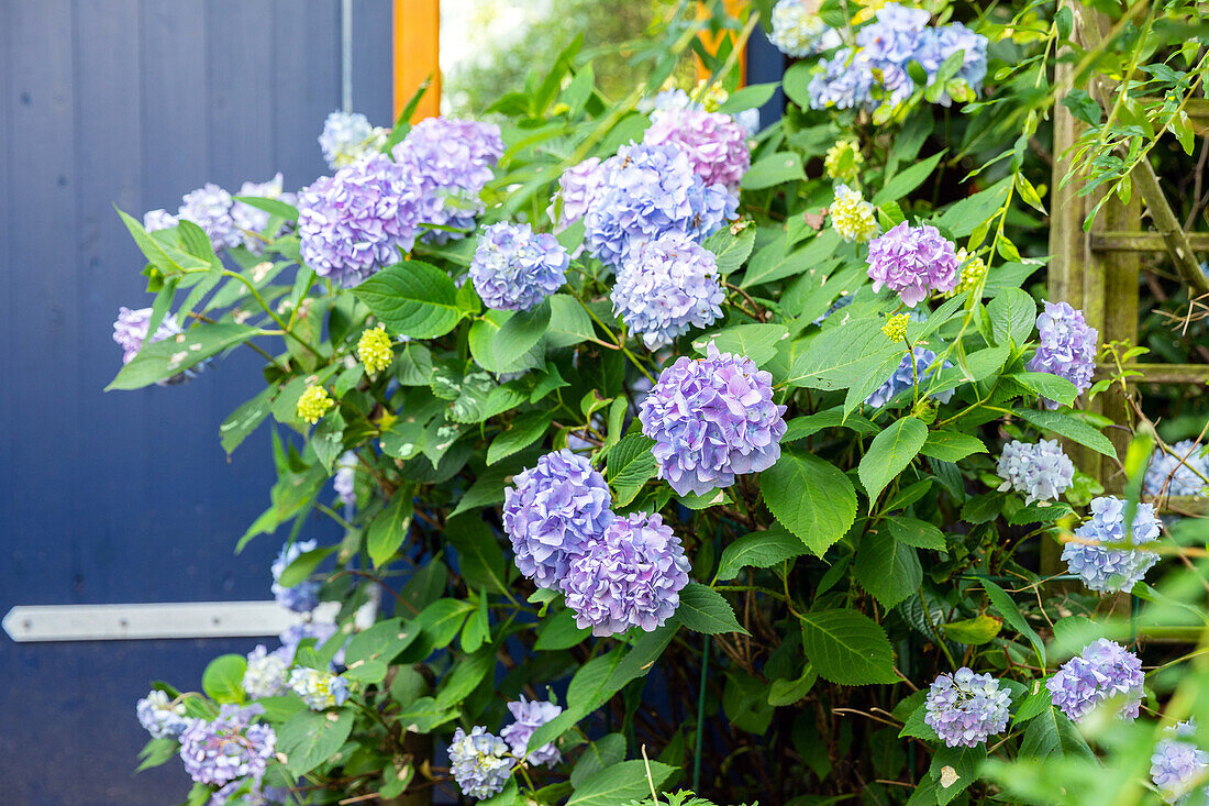 Hydrangea macrophylla, purple