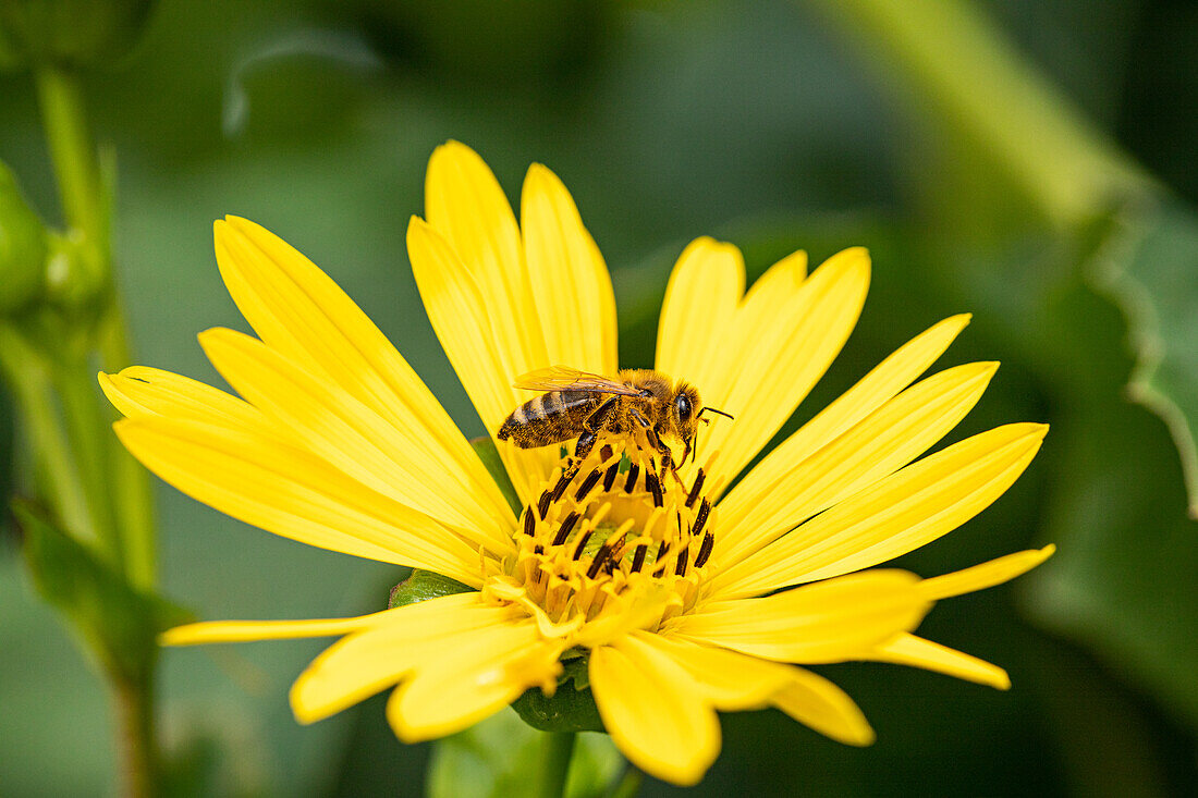 Silphium perfoliatum