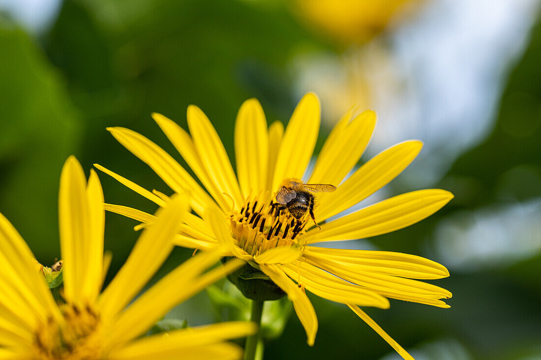 Silphium perfoliatum