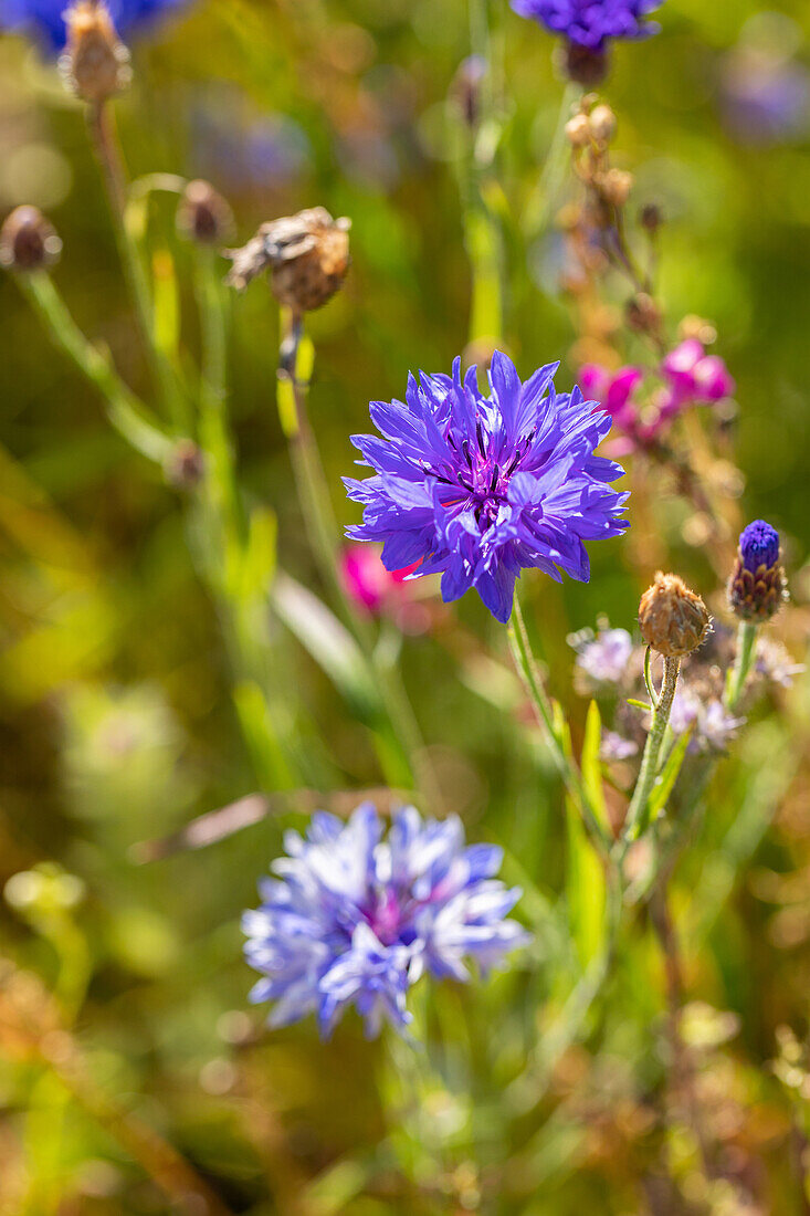 Centaurea cyanus