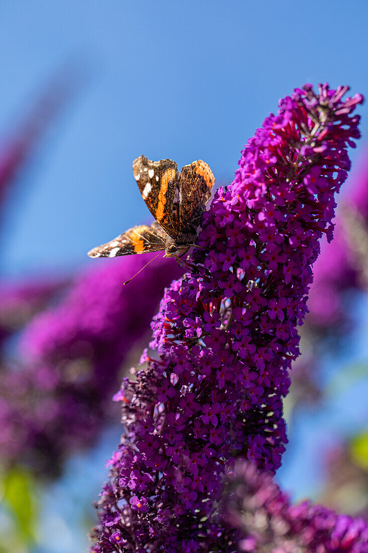 Schmetterling auf Sommerflieder