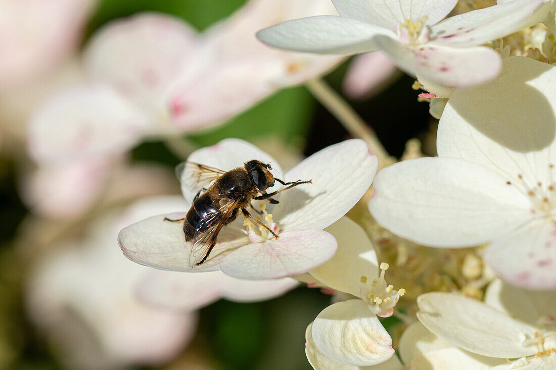 Insect on flower