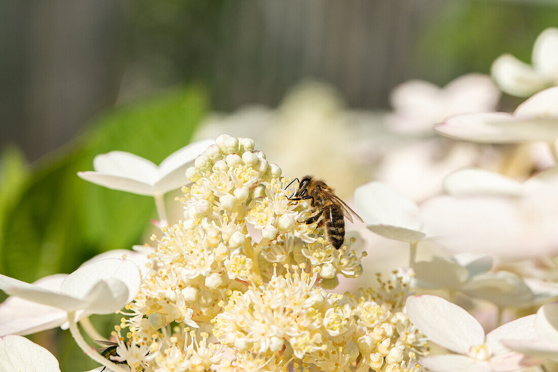 Bee on flower