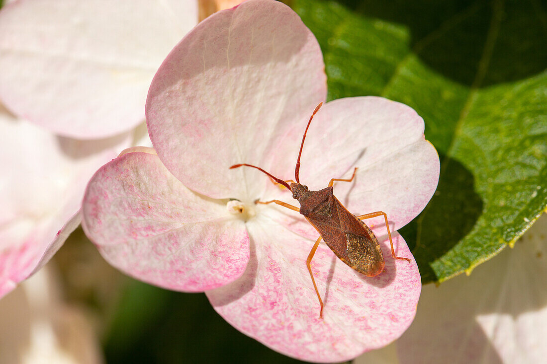 Käfer auf Blüte