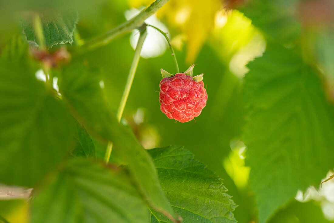 Rubus idaeus