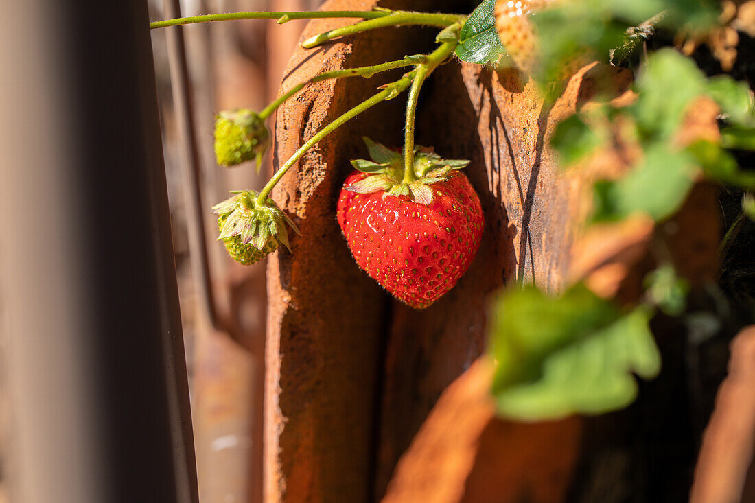 Fragaria x ananassa