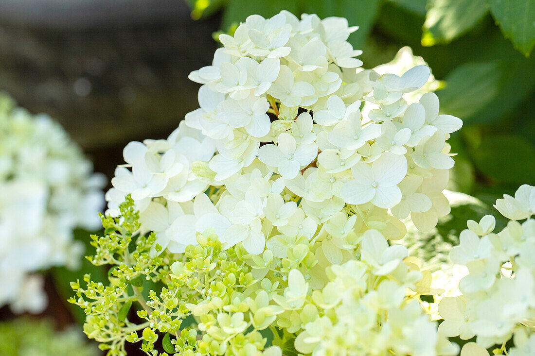 Hydrangea arborescens