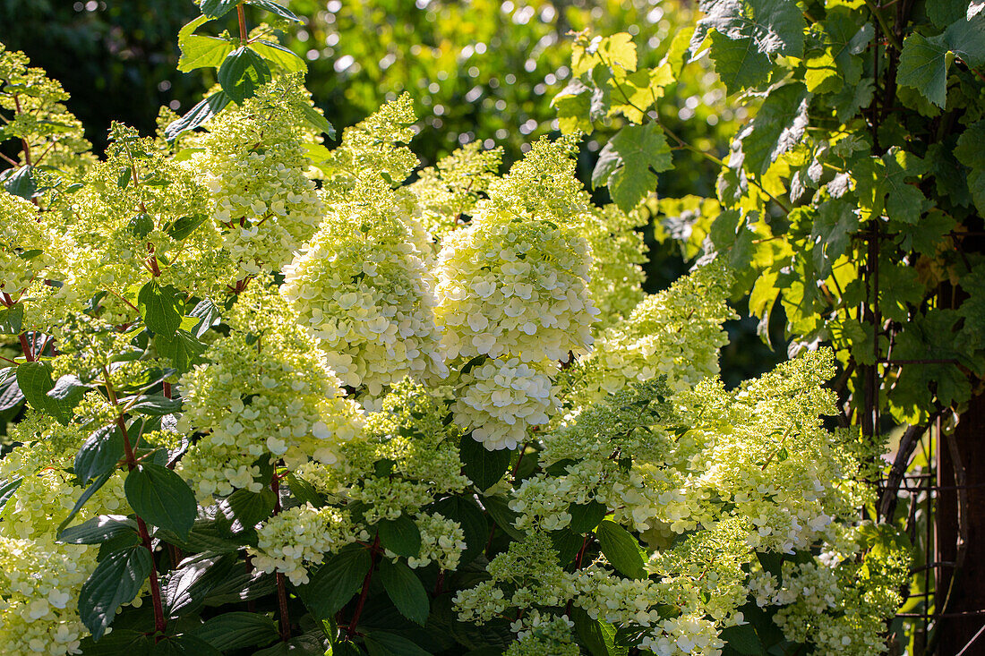 Hydrangea paniculata