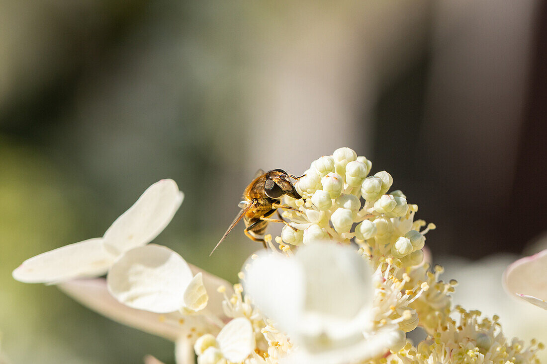Insekt auf Blüte