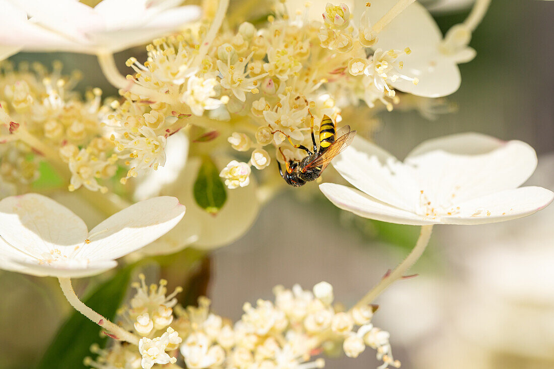 Wasp on flower