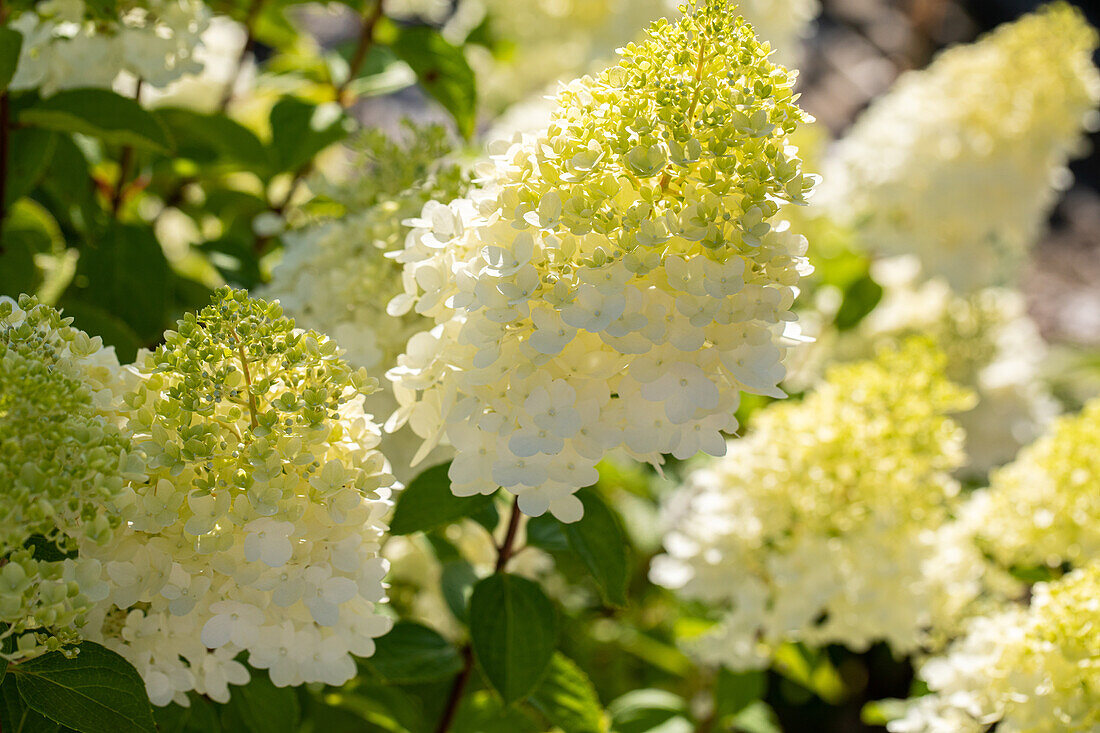 Hydrangea paniculata