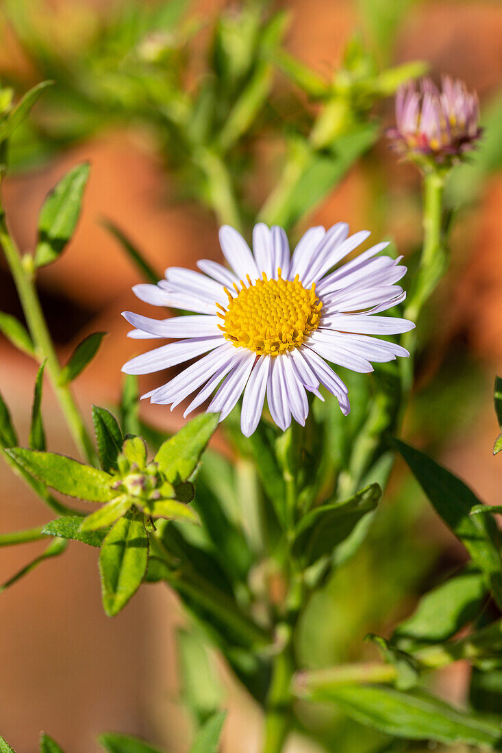 Aster amellus, light blue