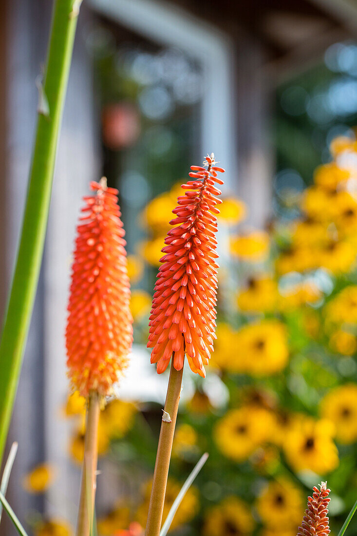 Kniphofia uvaria, orange