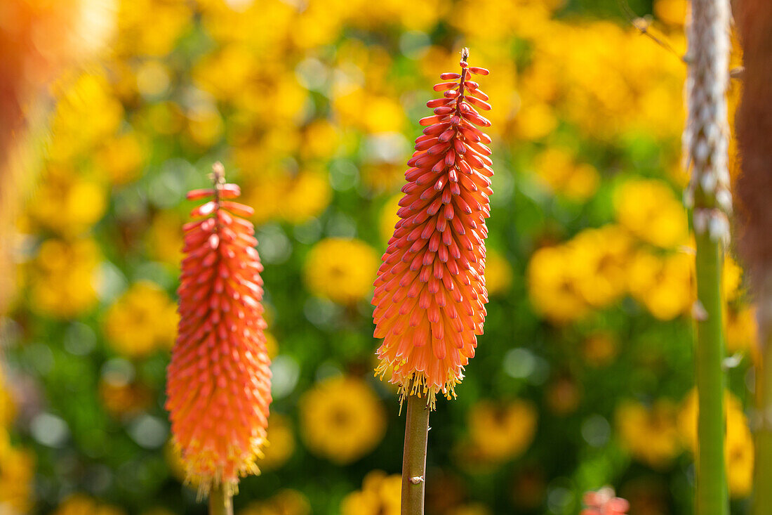 Kniphofia uvaria, orange