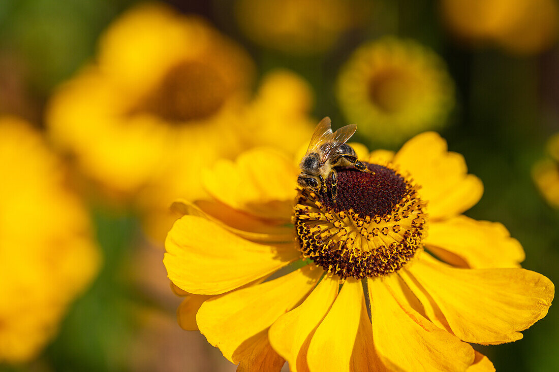 Helenium