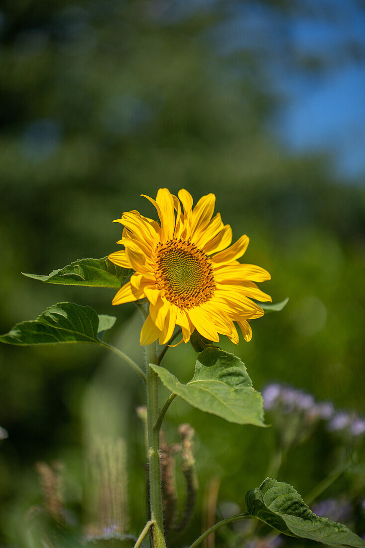 Helianthus annuus