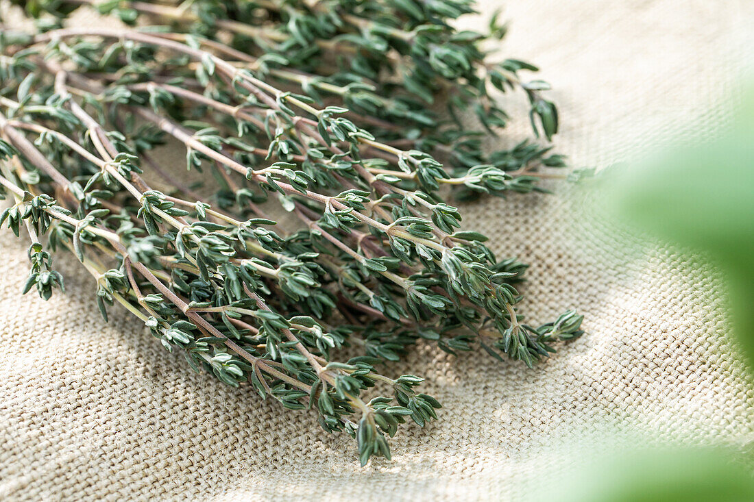 Thymus vulgaris 'Faustini' (Thyme vulgaris Faustini)