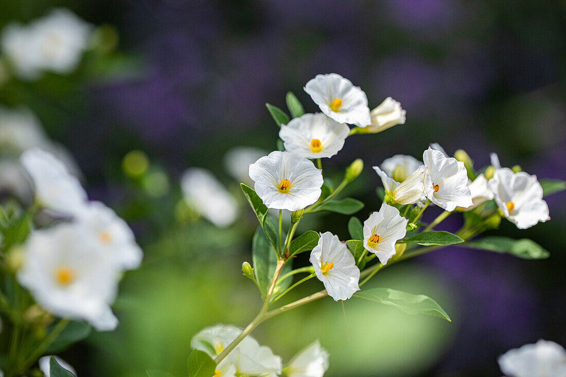 Solanum rantonnetii, weiß