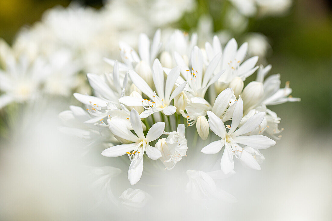 Agapanthus africanus, white