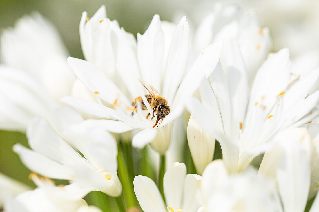 Agapanthus africanus, white