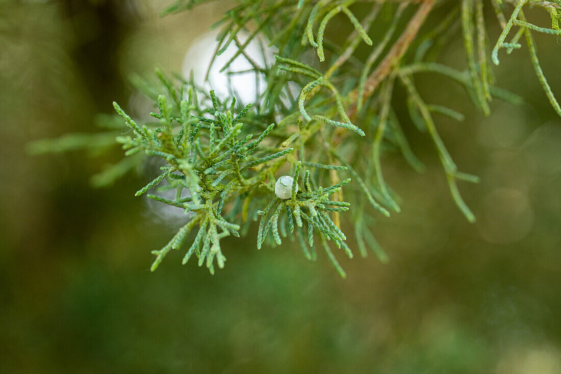 Juniperus