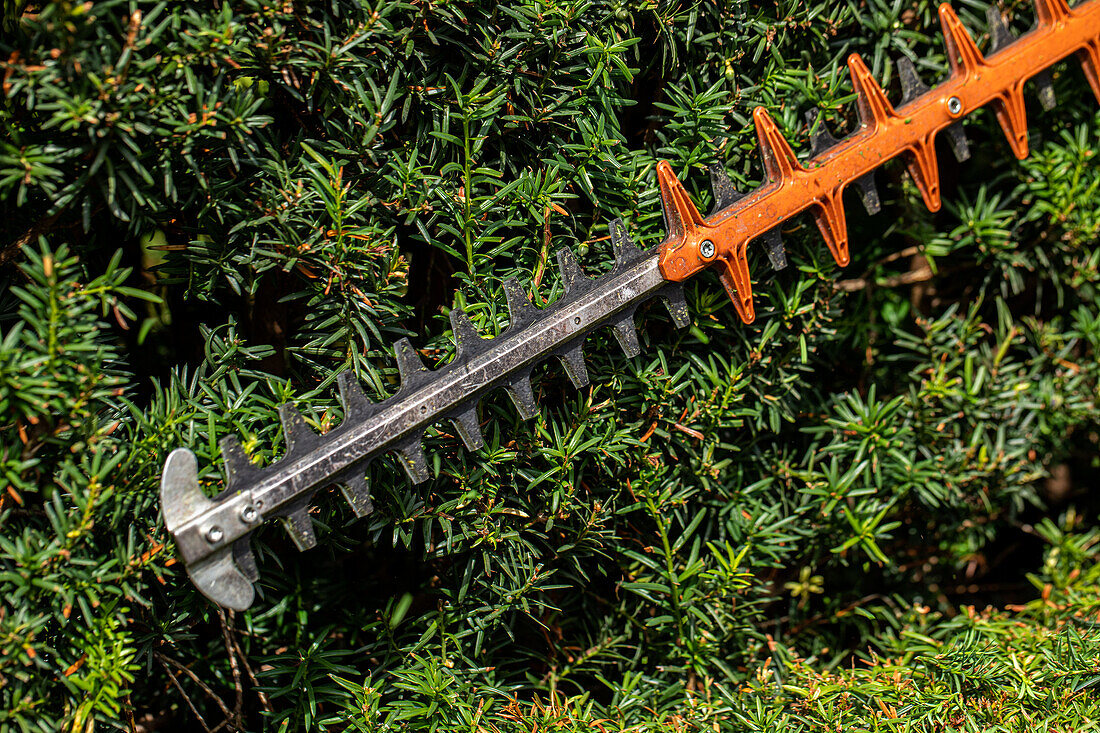 hedge trimmer