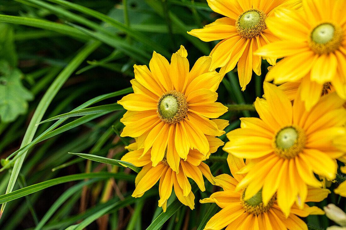 Rudbeckia hirta 'Sunbeckia'