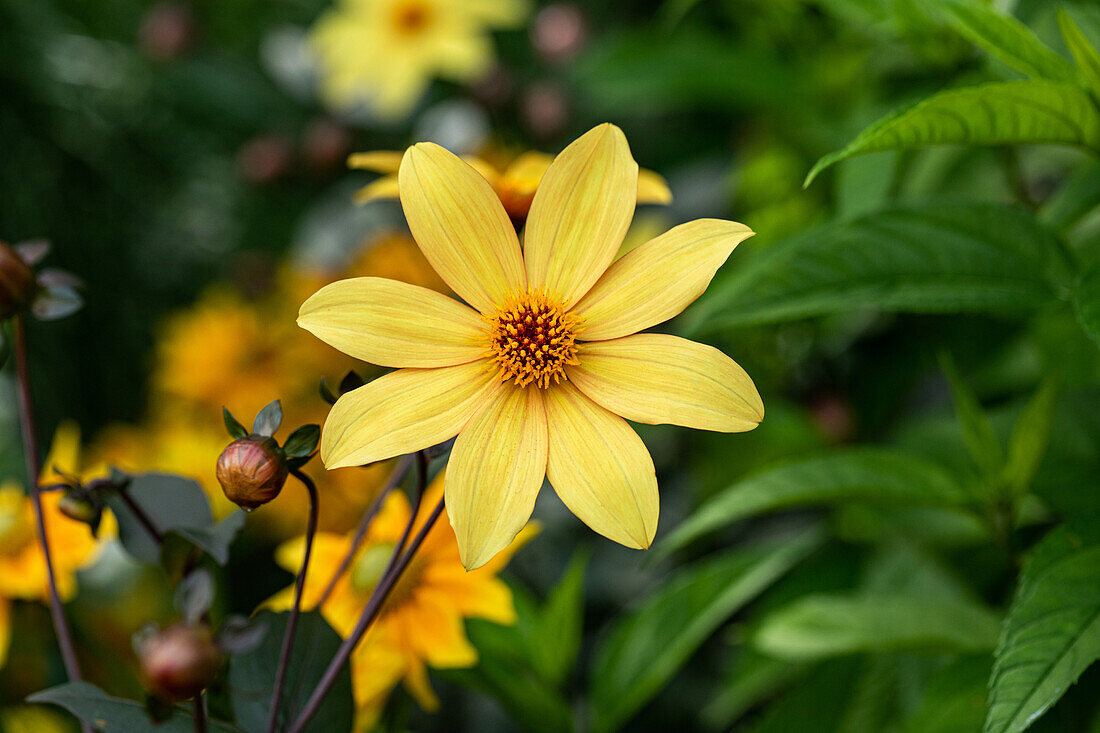 Dahlia Single flowering, yellow