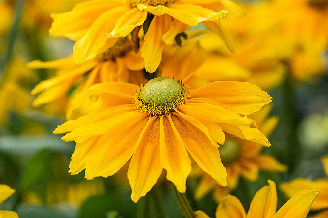 Rudbeckia hirta 'Sunbeckia