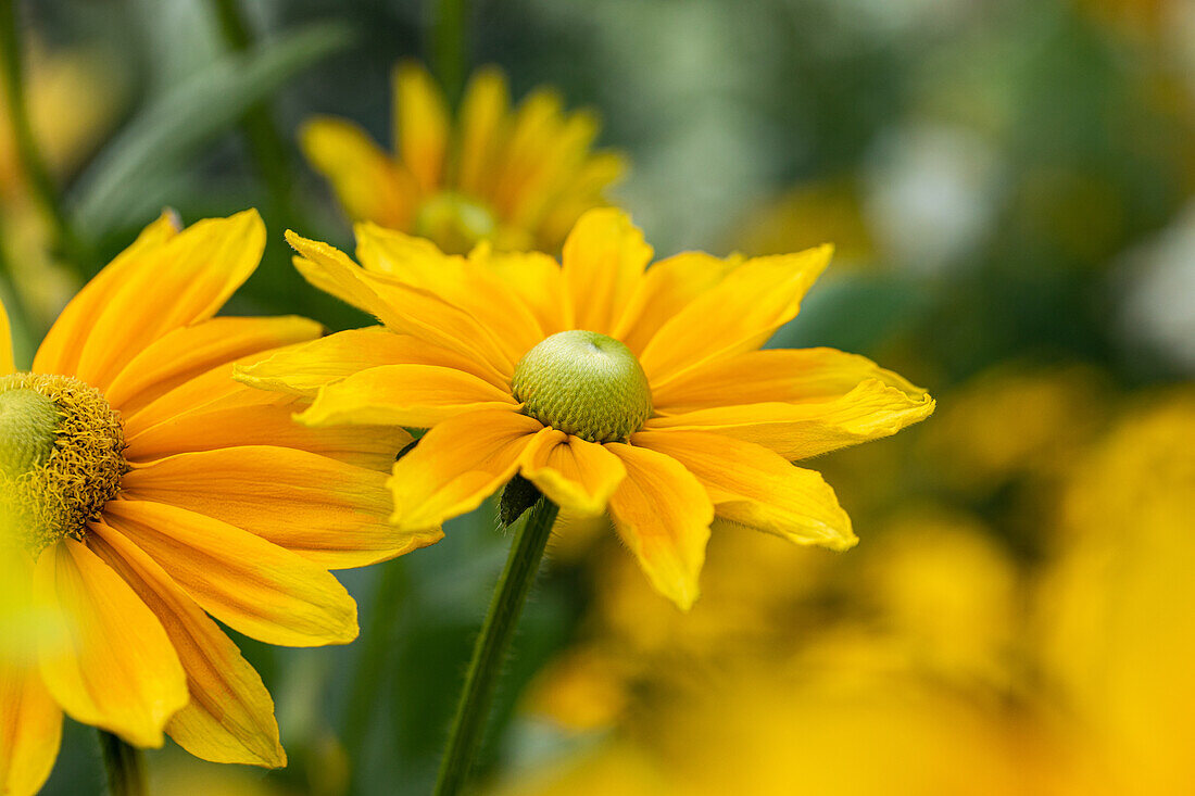 Rudbeckia hirta 'Sunbeckia