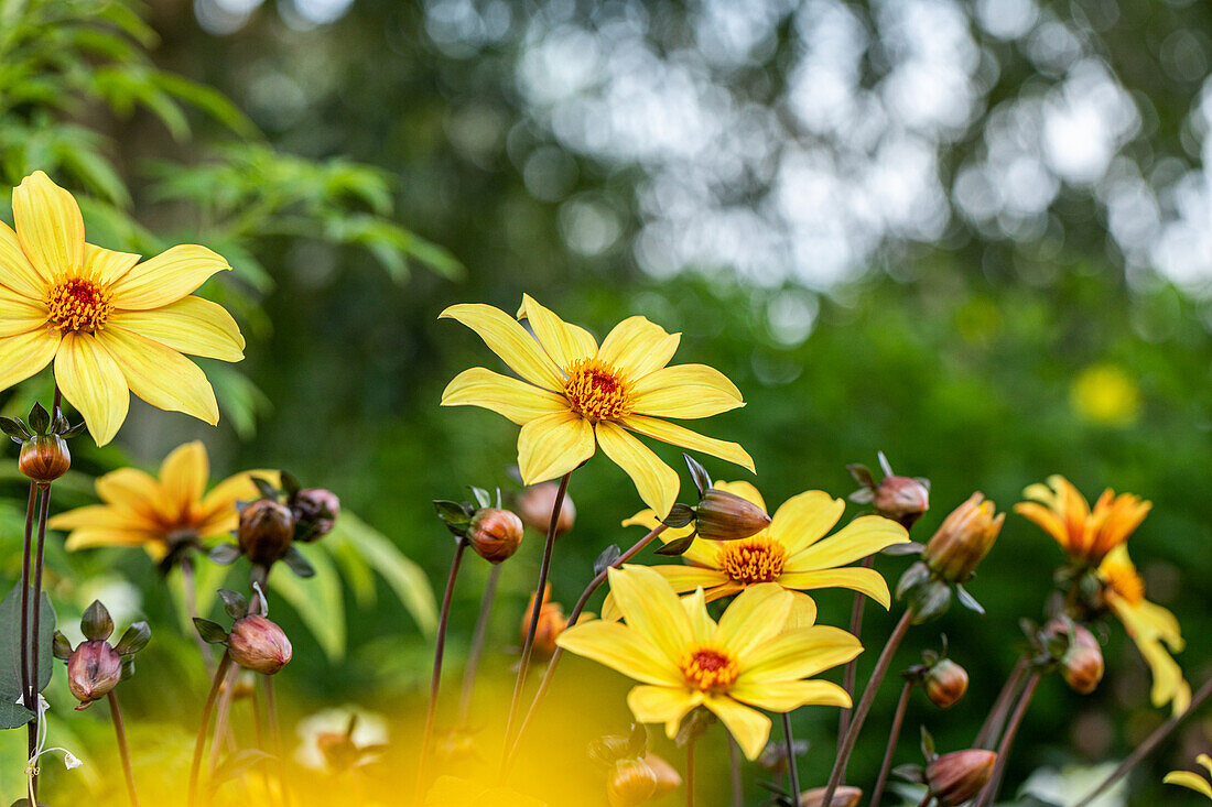 Dahlia Single flowering, yellow