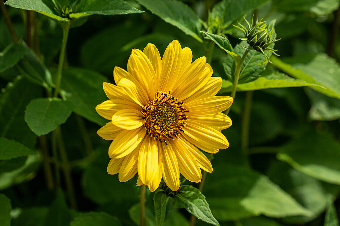 Helianthus decapetalus