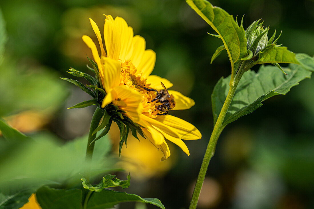 Helianthus