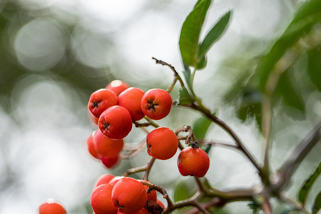 Sorbus aucuparia