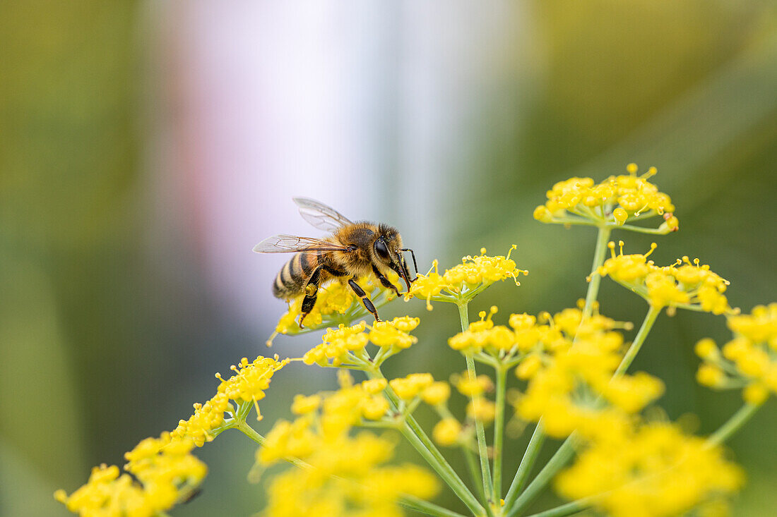 Bee on flower