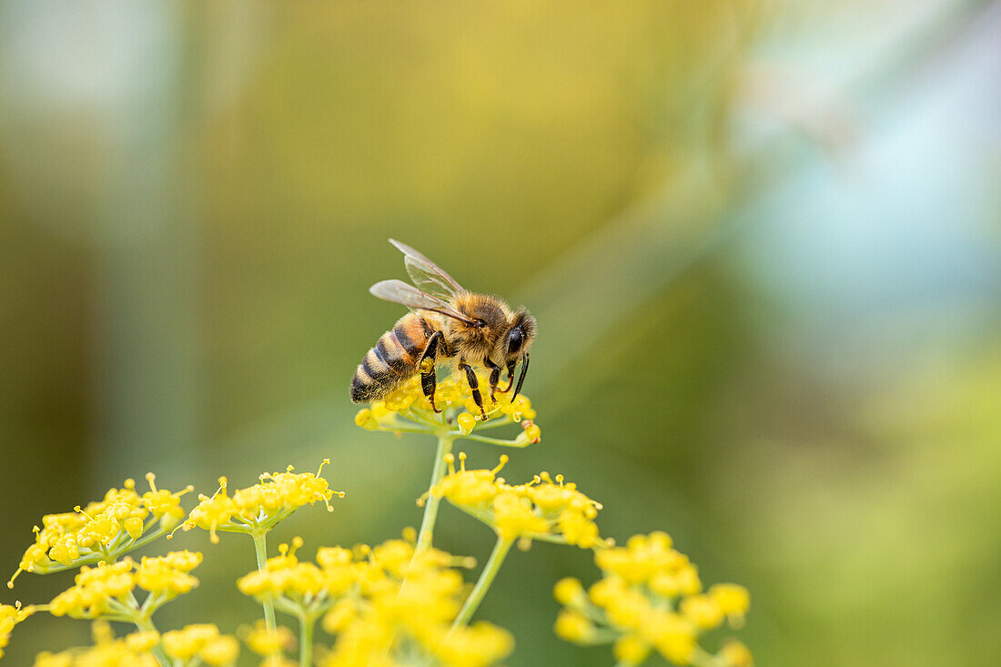 Bee on flower