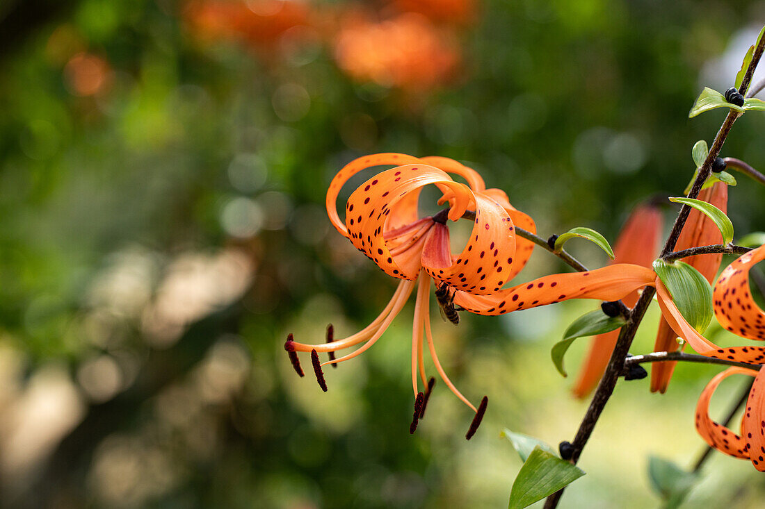 Lilium hybrid 'Avignon