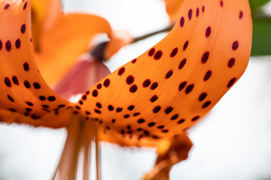 Lilium Hybride 'Avignon' 