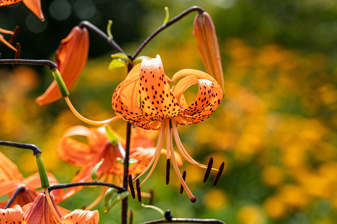 Lilium Hybride 'Avignon' 