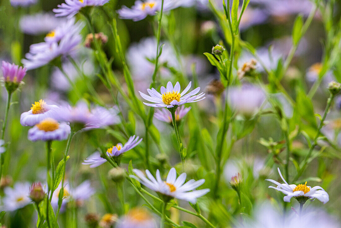 Aster amellus, hellblau