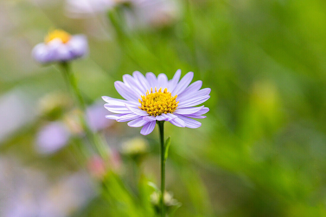 Aster amellus