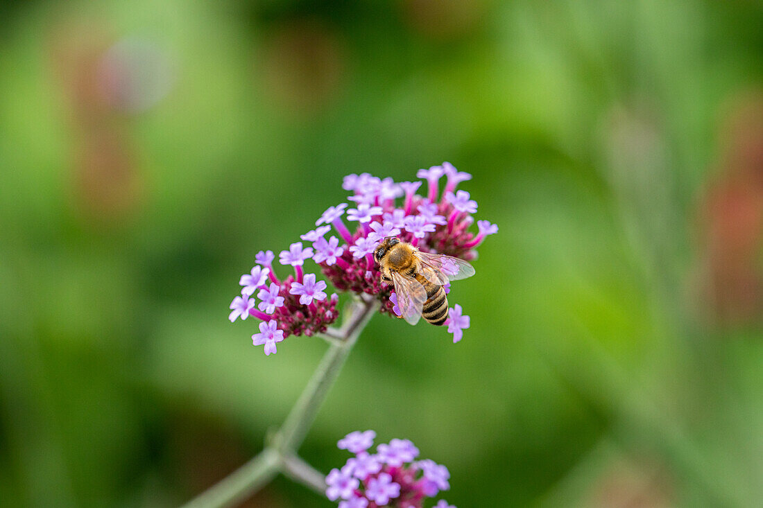 Bee on flower