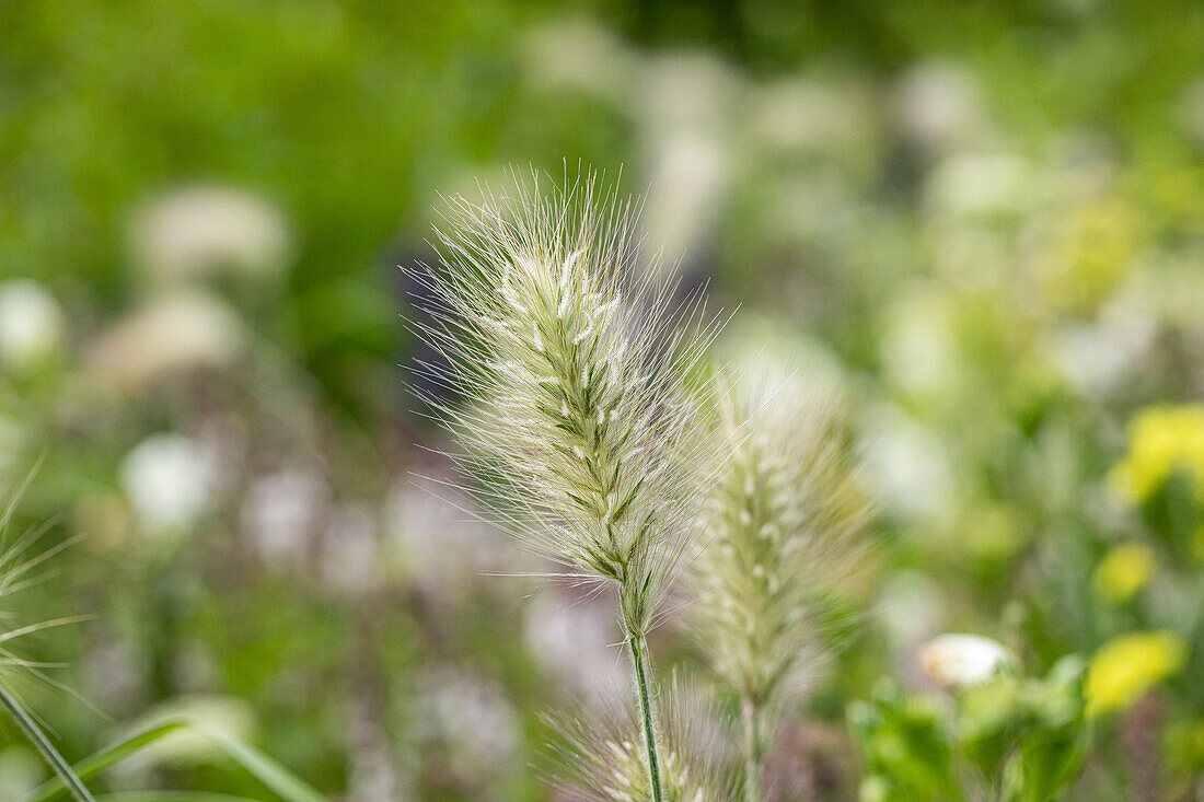 Pennisetum alopecuroides 'Little Bunny'